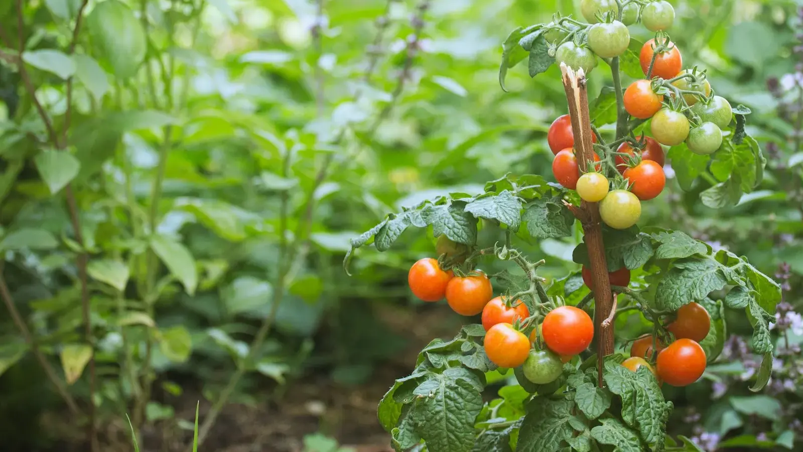 Tomato plants growing alongside other vegetables in a garden bed