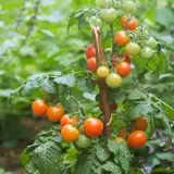 Tomato plants growing alongside other vegetables in a garden bed