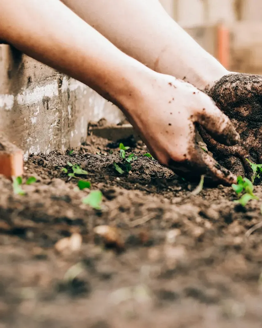 Hands planting a seedling into garden soil
