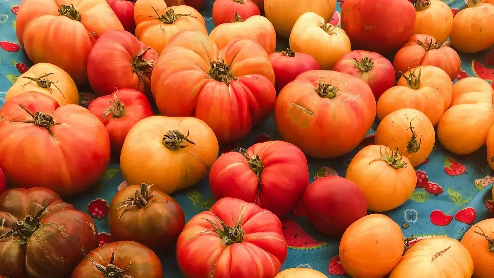 A pile of red and orange heirloom tomatoes in different shapes and sizes