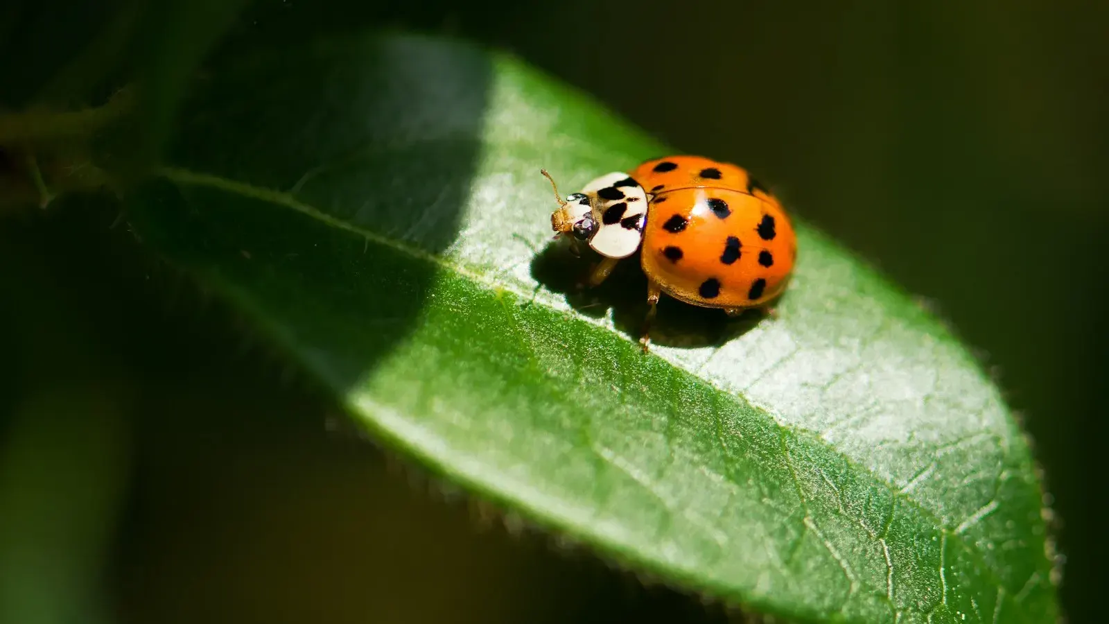 A ladybug resting on a green leaf