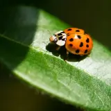 A ladybug resting on a green leaf