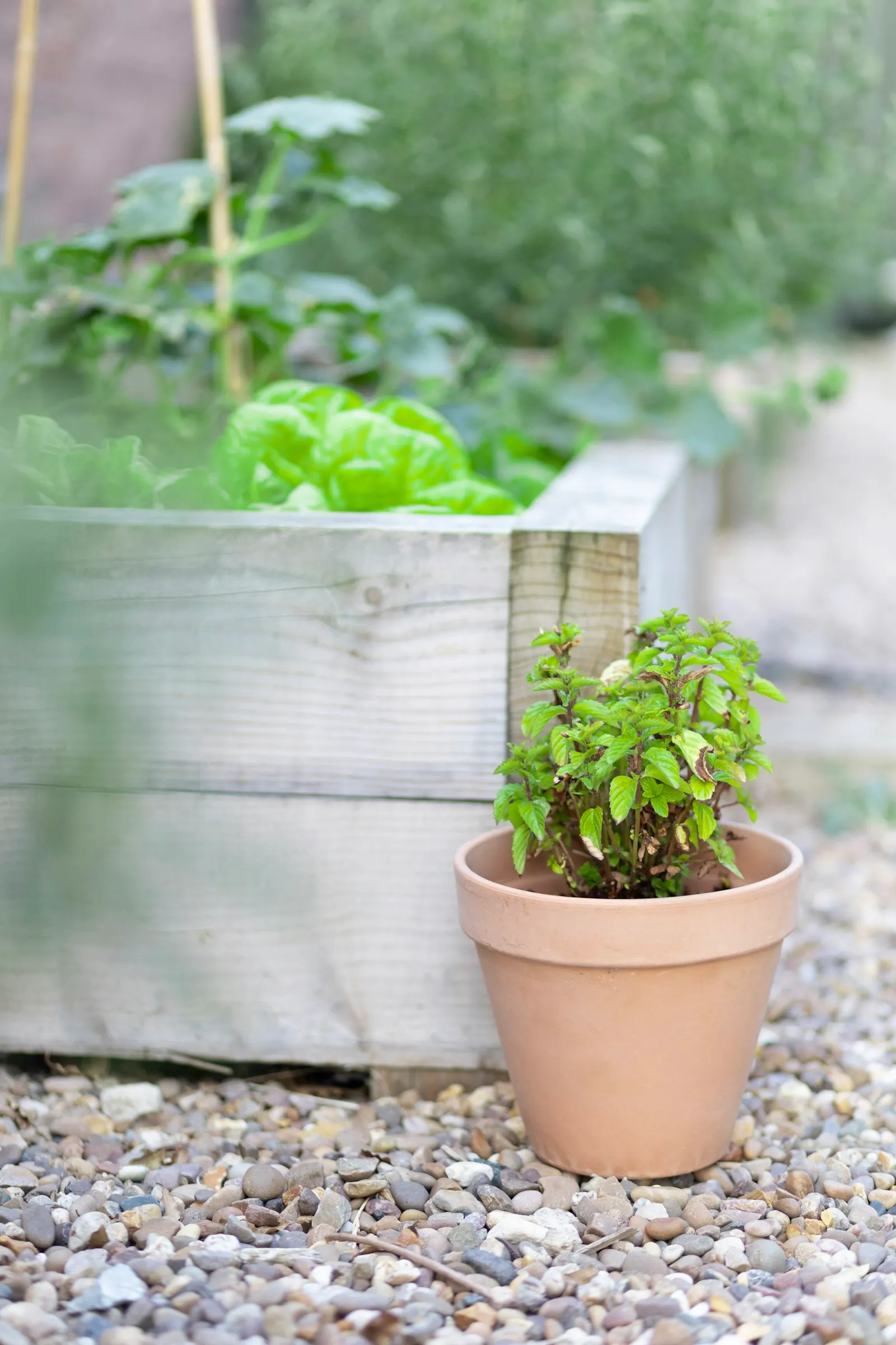 A raised garden bed filled with soil next to a terra cotta pot