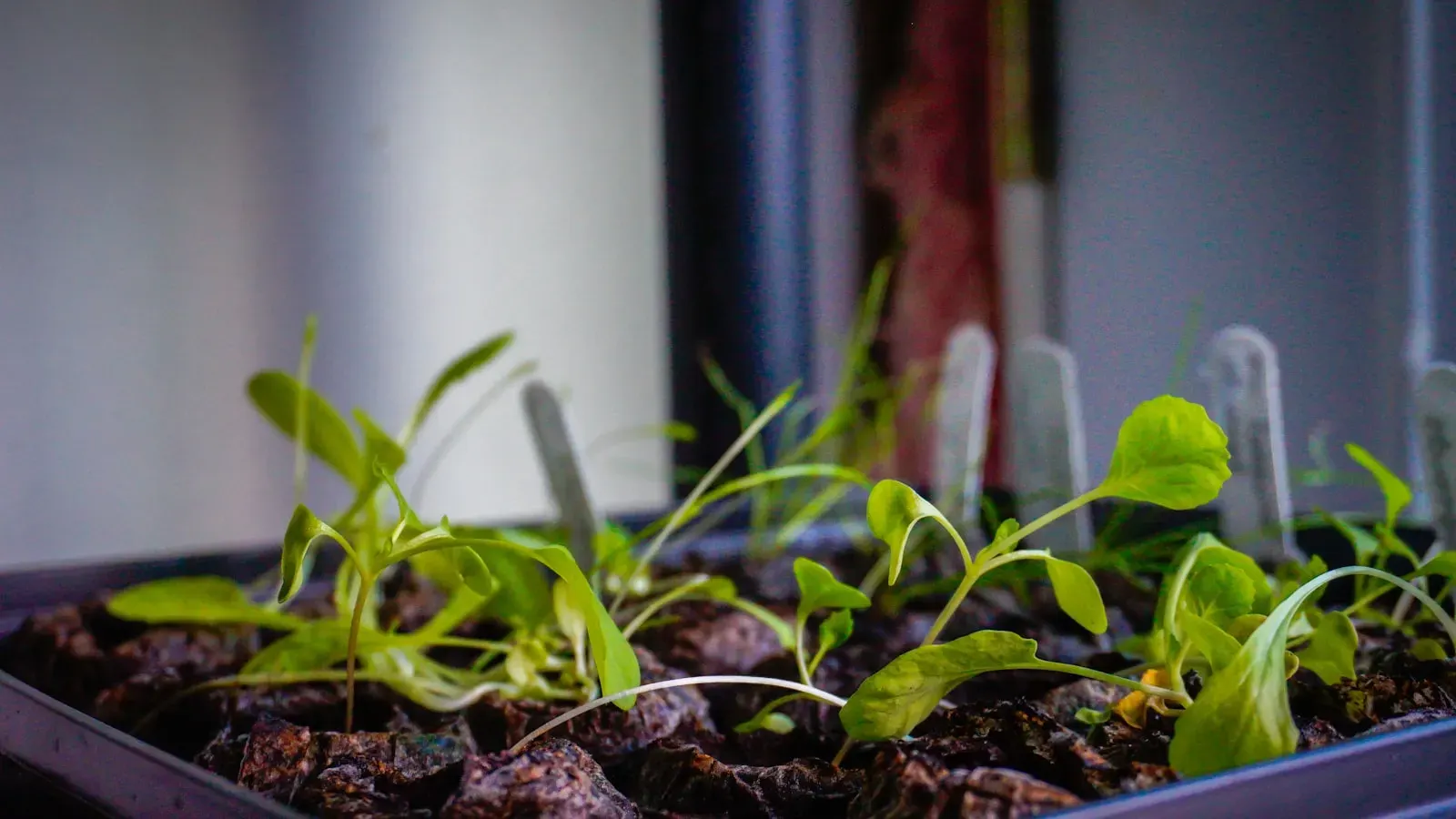 Small seedlings growing in a labeled tray indoors