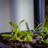 Small seedlings growing in a labeled tray indoors