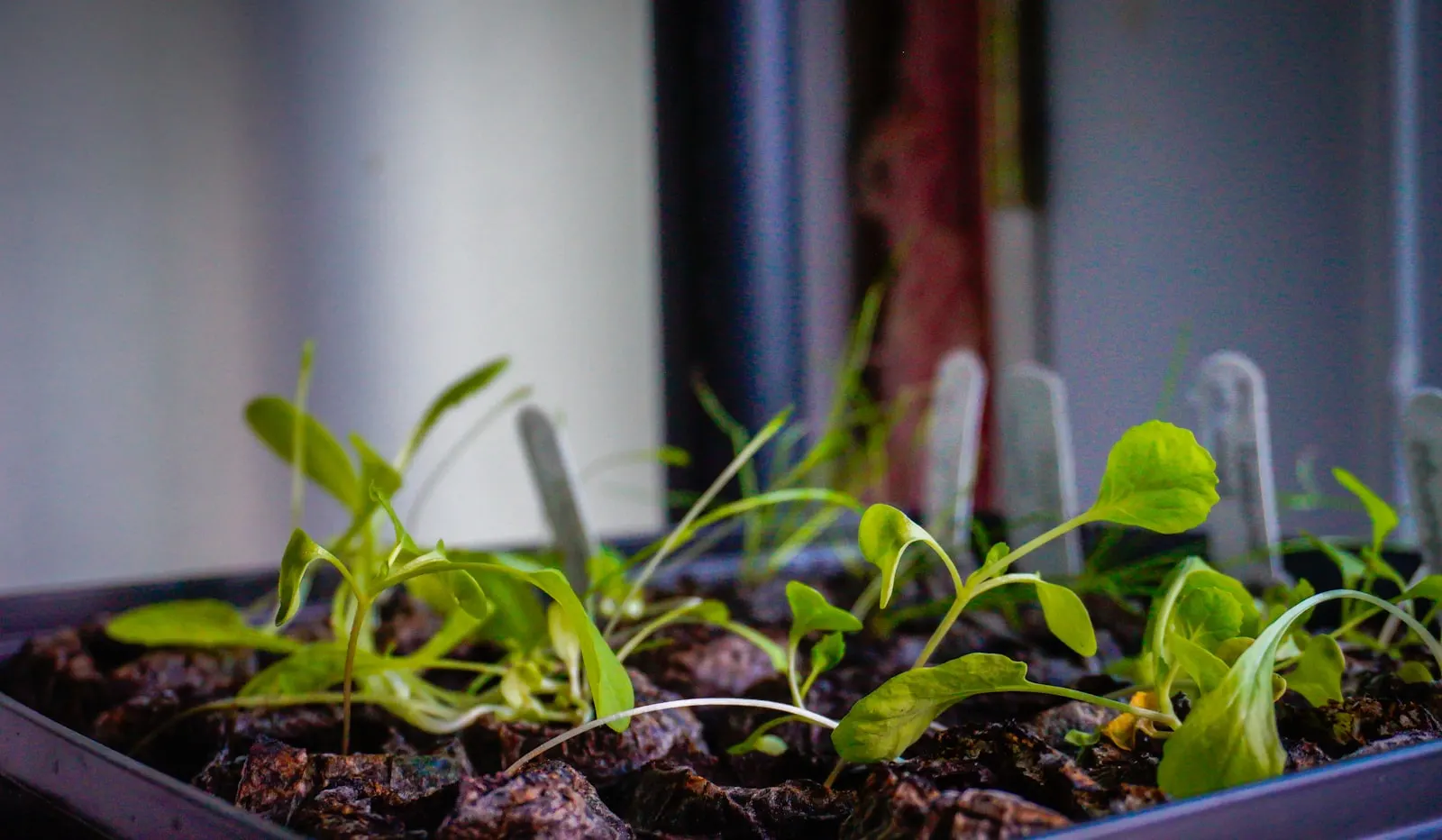 Small seedlings growing in a labeled tray indoors