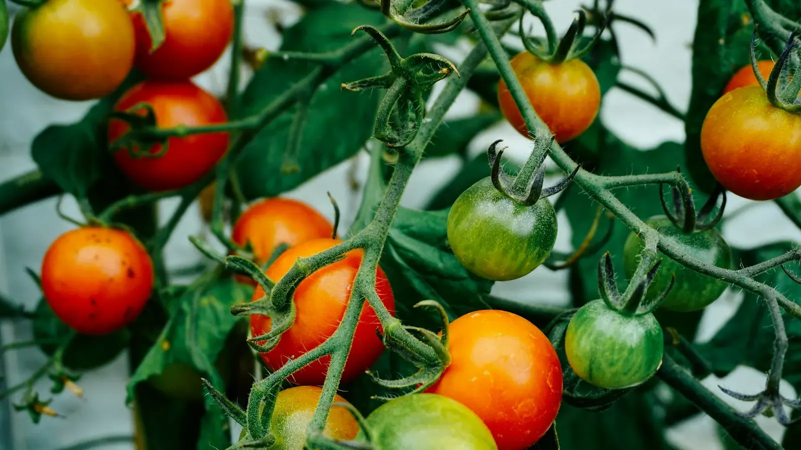 Ripe and unripe tomatoes hanging on the vine