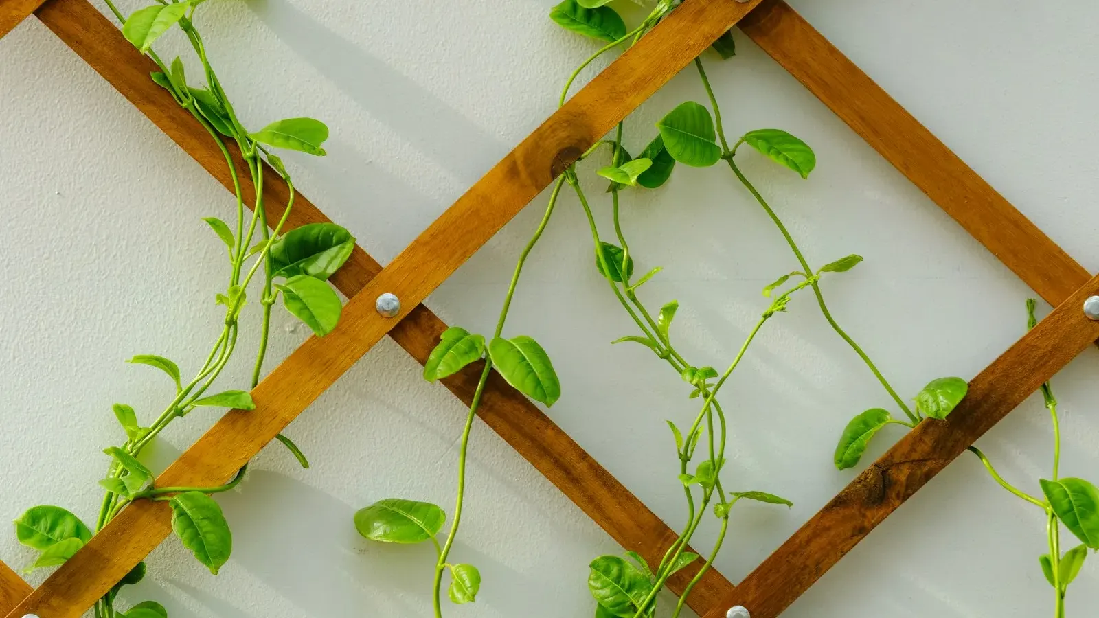 Green vines climbing up a wooden lattice trellis