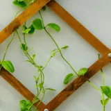 Green vines climbing up a wooden lattice trellis